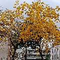 WP喜爱者（VIP）